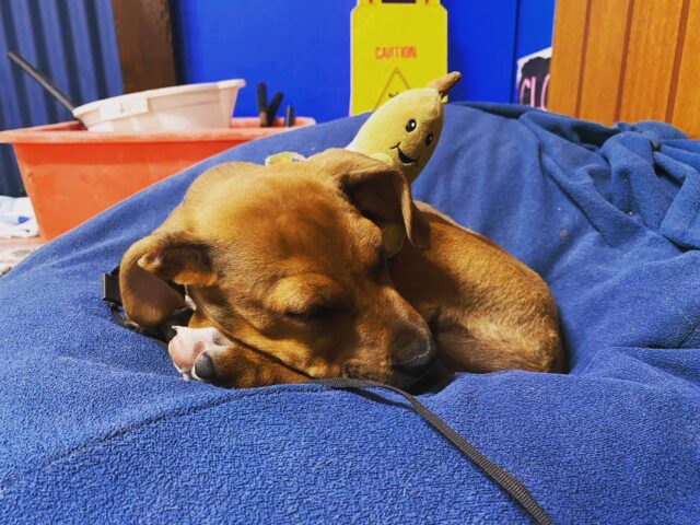 Relax mode 🐶 #coolbananas #homeawayfromhome #puppylife